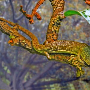 ABRONIA LYTHROCHILAS FOR SALE