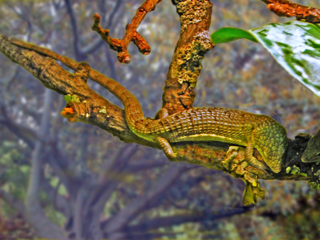 ABRONIA LYTHROCHILAS FOR SALE