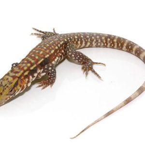 Albino Snowmaker Tegu