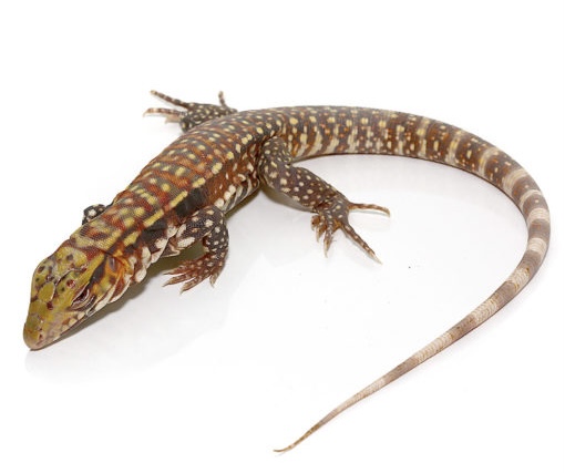 ALBINO SNOWMAKER TEGUS FOR SALE