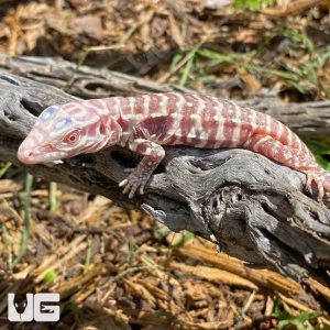 BABY ALBINO TIGER ICE TEGUS FOR SALE