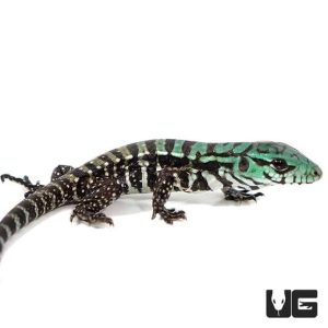 BABY ALBINO PURPLE TIGER TEGUS FOR SALE