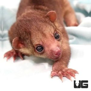 BABY KINKAJOU FOR SALE