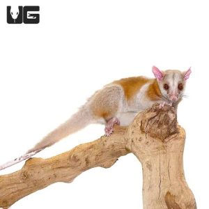 Derby’s Woolly Opossum