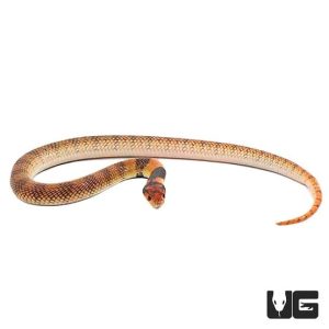 BABY ANGOLAN CORAL COBRAS FOR SALE