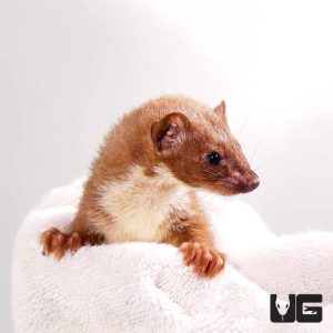 LEAST WEASEL FOR SALE