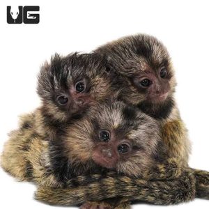 Baby Marmoset Monkey