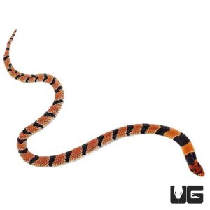 BABY CAPE CORAL COBRA FOR SALE