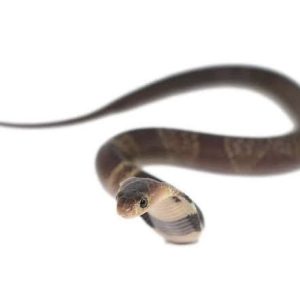 BABY MONOCLED COBRA DOUBLE HET ALBINO SUPHANS FOR SALE