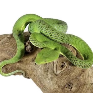 Sterjeni’s Bamboo Pit Viper