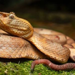 RED FLATNOSE BAMBOO PIT VIPERS FOR SALE