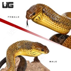 YELLOW BELLIED PUFFING SNAKES FOR SALE