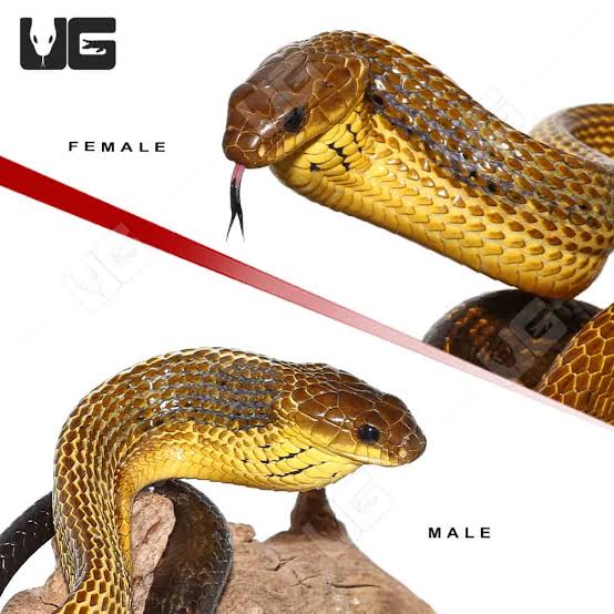 YELLOW BELLIED PUFFING SNAKES FOR SALE