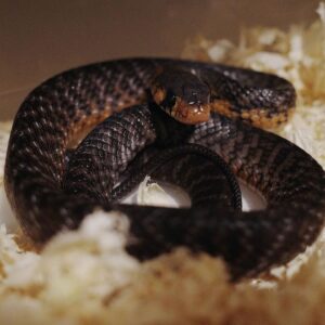 MEXICAN REDTAIL INDIGO AVAILABLE  FOR SALE