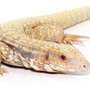 ALBINO ULTRA PURPLE TEGUS FOR SALE
