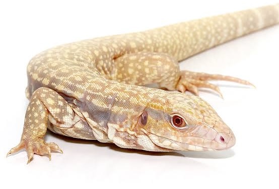 ALBINO ULTRA PURPLE TEGUS FOR SALE