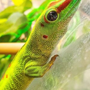 Yellow Tree Monitor