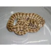 Jaguar Carpet Python for sale Jaguar Carpet Python for sale