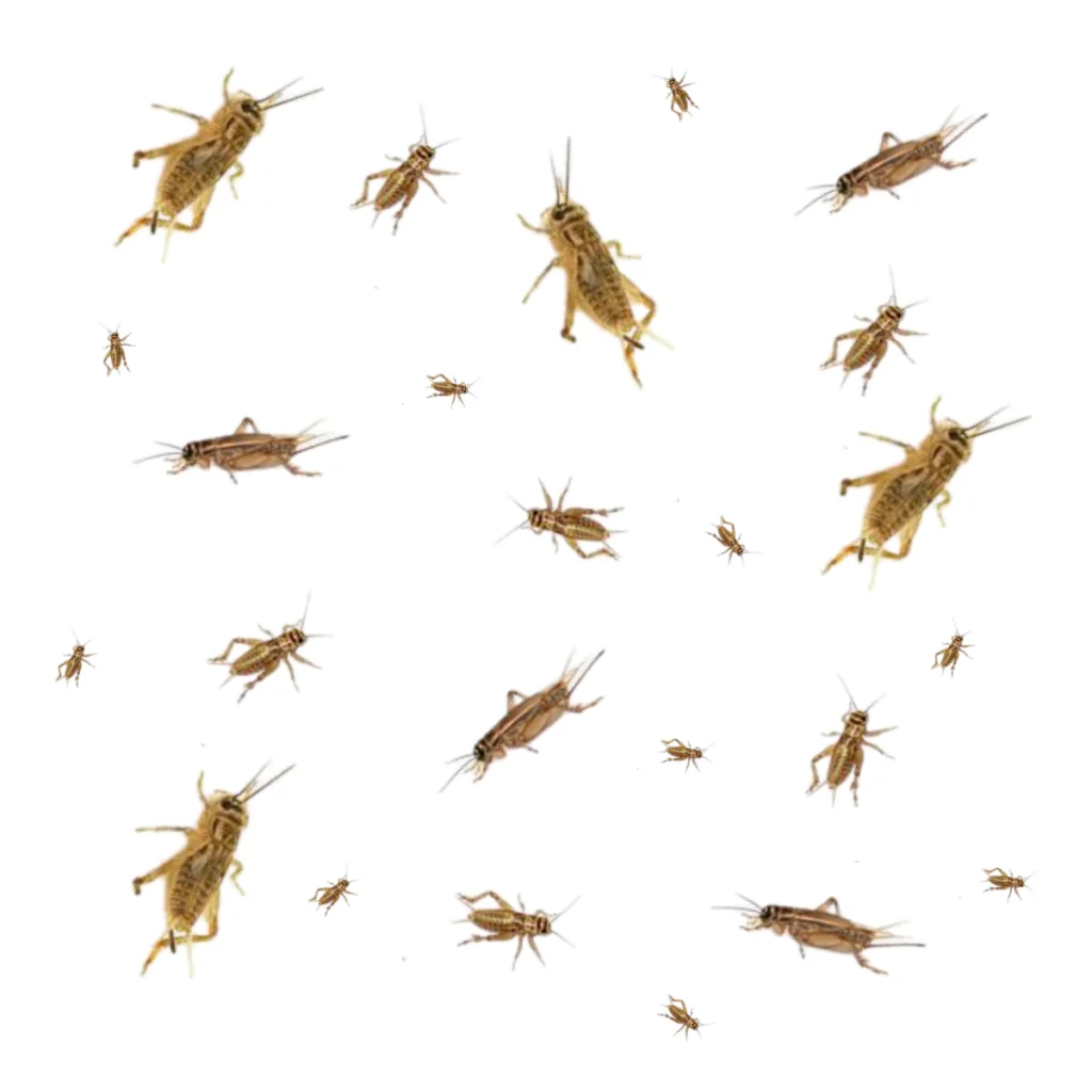 LiveCricketsforsale_1800x1800