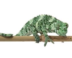 Mellers Chameleon for Sale