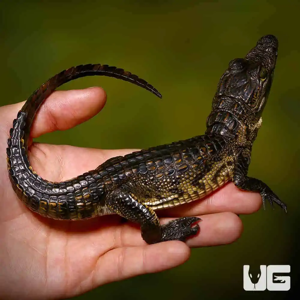 Morelet's Crocodile