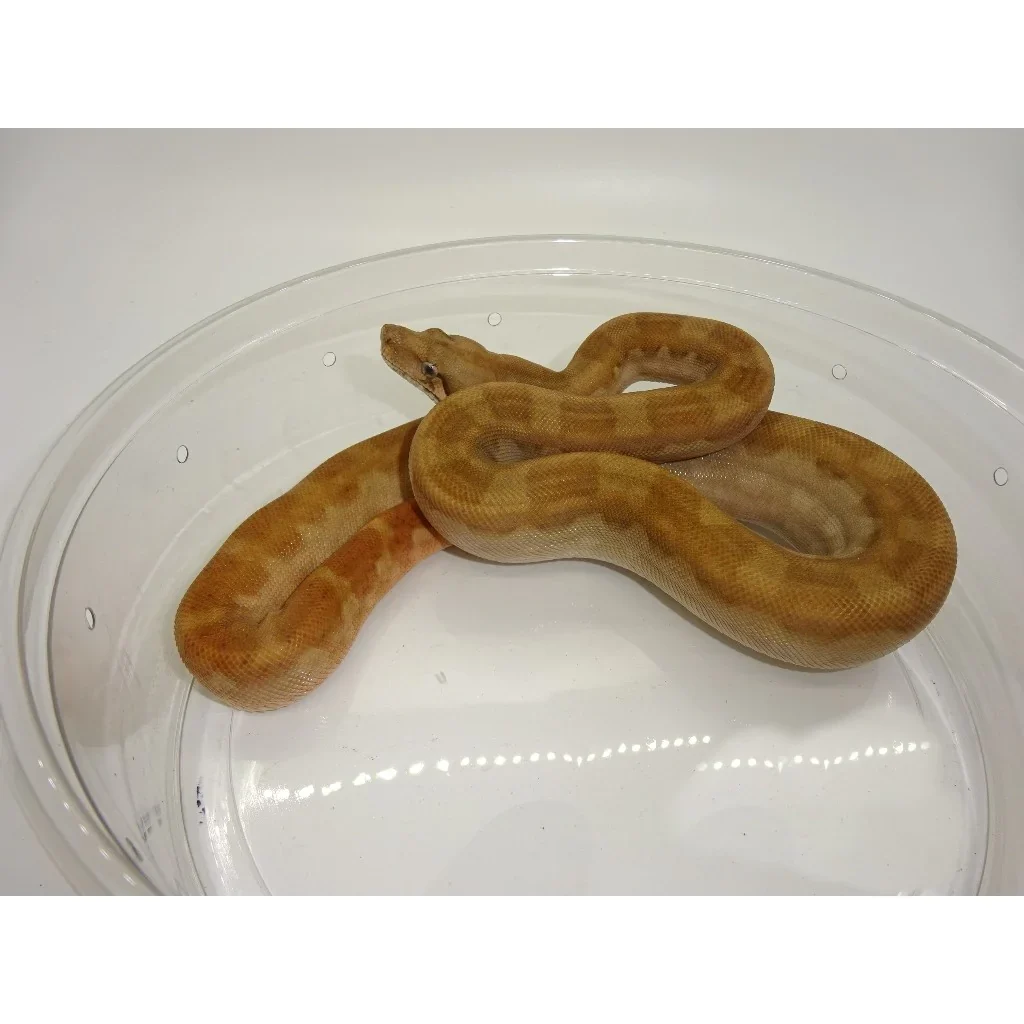 Motley-T-Boas-For-Sale_1800x1800