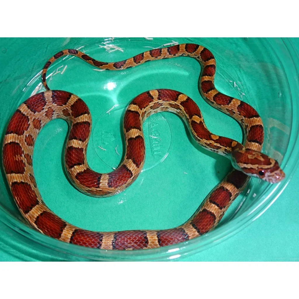 Okeetee-Het-Scaleless_1800x1800 Okeetee Corn Snake Het Scaleless for Sale