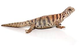 Omani Uromastyx for Sale