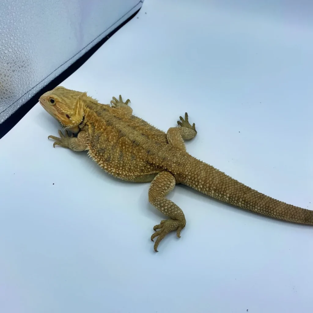 Orange Translucent Bearded Dragon Orange Translucent Bearded Dragon