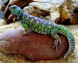 Ornate Uromastyx for Sale