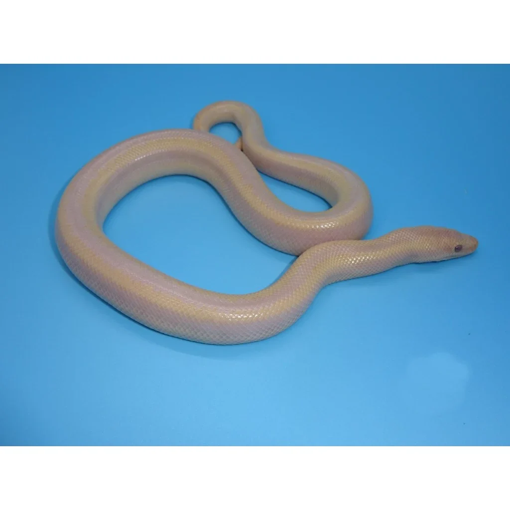 Pearl-Rosy-Boa_1800x1800