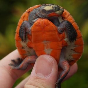 Peters Sideneck Turtle for Sale