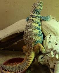 Rainbow Uromastyx for Sale