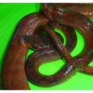 Red-Amazon-Tree-Boas_1800x1800