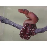Red Emerald Tree Boa for Sale Red Emerald Tree Boa for Sale