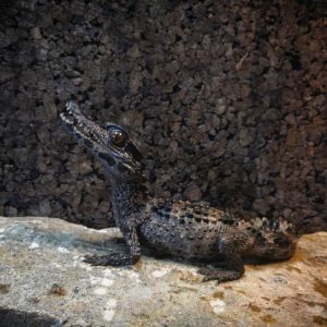 Smooth-fronted Caiman for sale