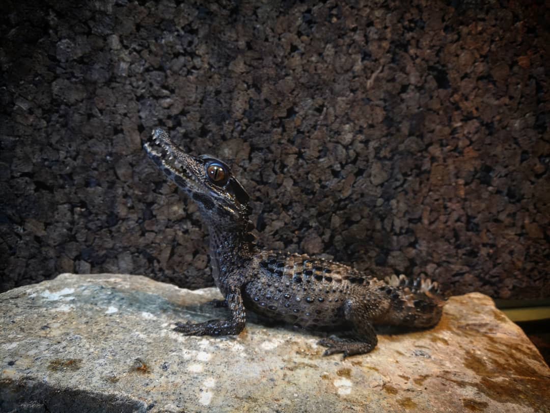 Smooth-fronted Caiman for sale