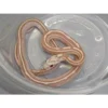 Ultramel-Anery-Tessera-Corn-baby_000_lg-720x720_1800x1800 (1) Ultramel Anery Tessera Corn Snakes for Sale