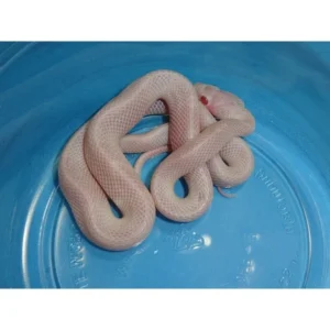 White-Out-Blizzard-Blood-Corn-baby_000_lg-720x720_1800x1800