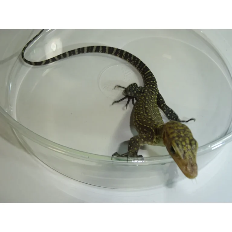 Yellow Monitor for sale Yellow Monitor for sale