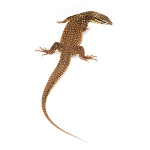 Ackie Monitor for Sale