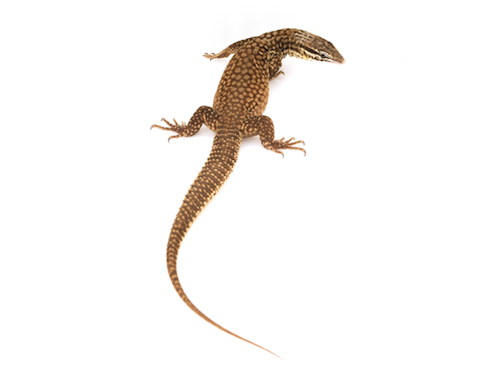 ackie-monitor-for-sale