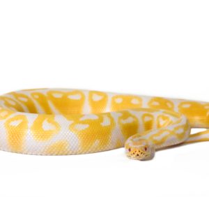 Albino Ball Python for Sale