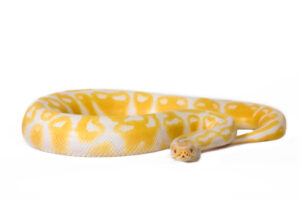 albino-ball-python-for-sale