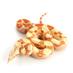 Albino Columbian Boa for Sale