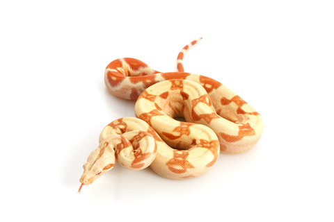 Albino Columbian Boa for Sale