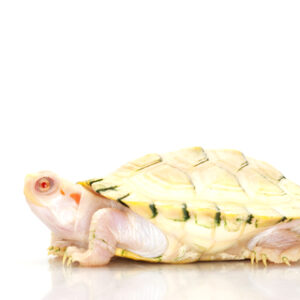 albino-red-eared-slider-for-sale