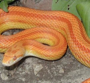 Albino Stripe Corn Snakes for Sale