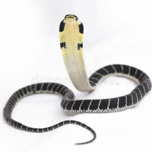 baby-king-cobra-ophiophagus-hannah-poisonous-snake-native-to-southern-asia-white-background-208802335