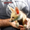 baby_pale_fox_2-510x510-1.jpg